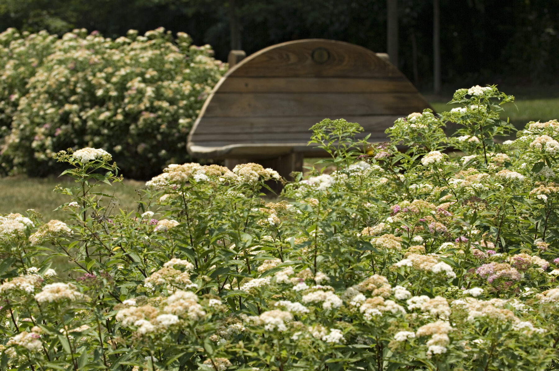 A bench at the Joseph Beuys Sculpture Park surrounded by flowers.