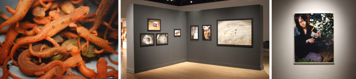 Three images from the exhibition, "Dana Hoey: Experiments in Primitive Living." At left is a detailed view of several orange geckos in a pile. At center is a gallery view with works hanging on a grey wall. At right is a photo of a photograph hanging on the wall. All three of these images are arranged horizontally.
