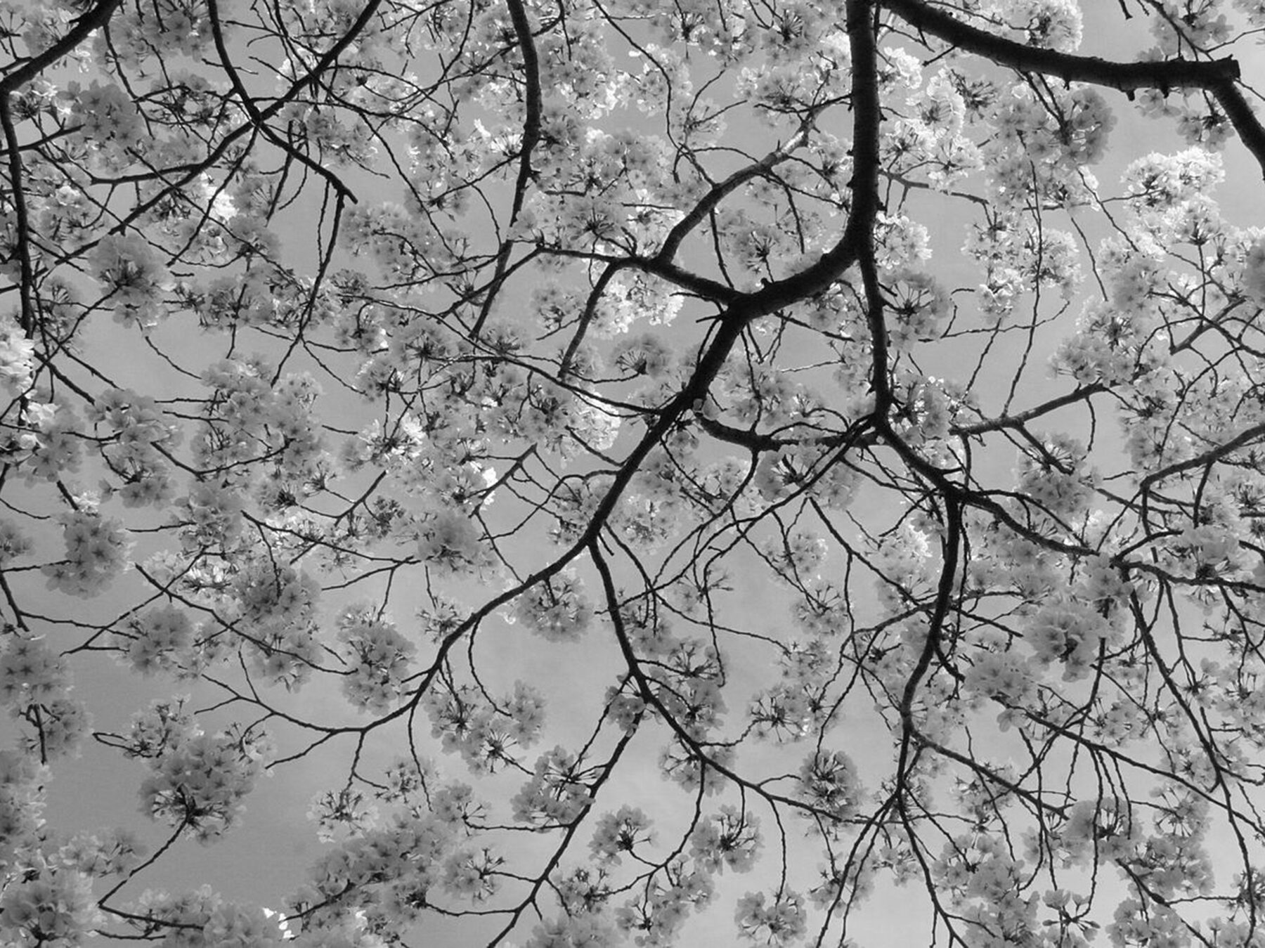 SS Trevor Paglen Cherry Blossoms