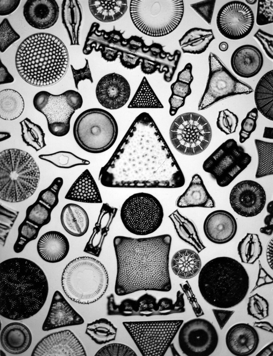 Carl Strüwe: Archetype of Individuality (1933)