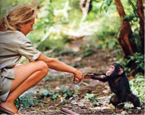 Unknown artist, British primatologist and anthropologist Jane Goodall publishes an account of her work, "My Life Among Wild Chimpanzees," in National Geographic magazine.