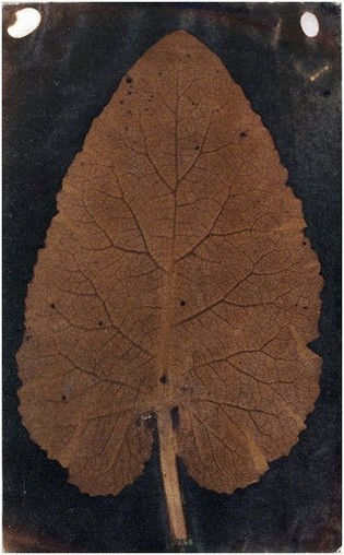 an image of a browned leaf