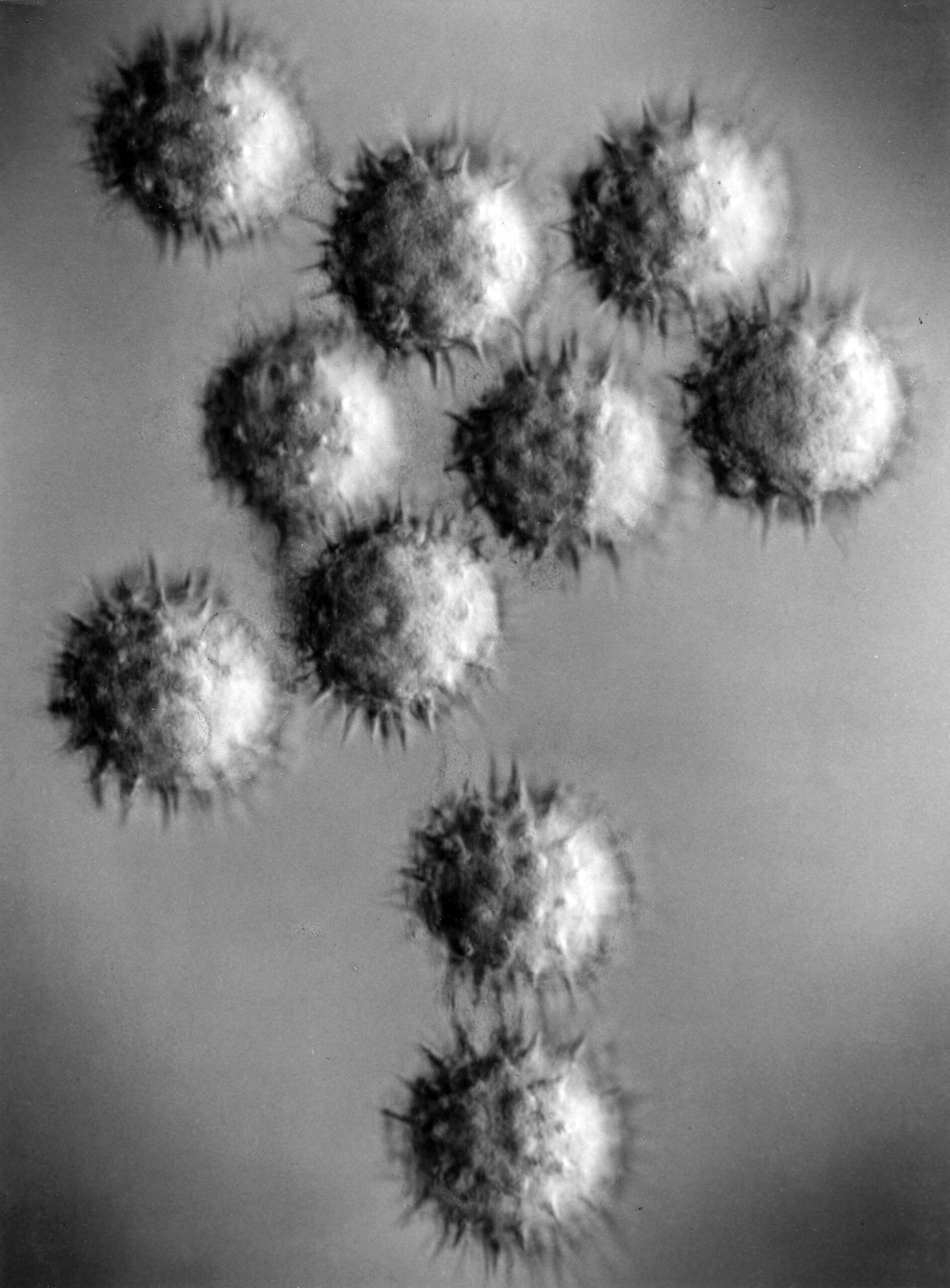Pollen of the Sunflower by Carl Strüwe, 1929. A black-and-white gelatin silver print. Courtesy of Steven Kasher Gallery.