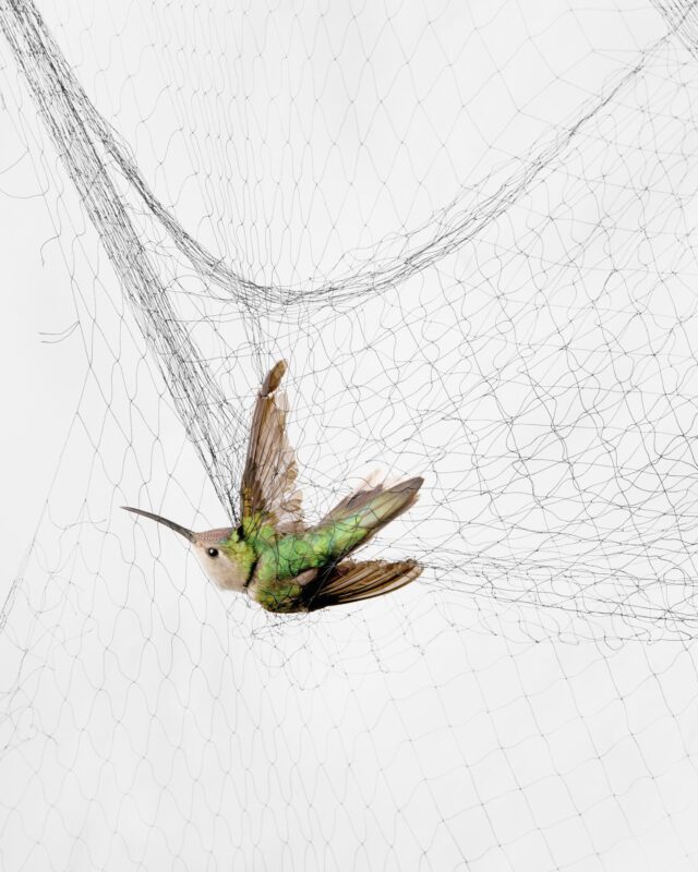 Inkjet print titled Wedge-tailed Sabrewing (Campylopterus curvipennis) by Todd Forsgren, created in 2014. Courtesy of the artist.