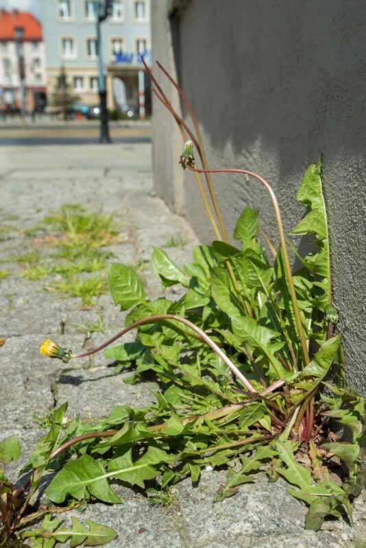 Geo-referenced photograph titled "Uncultivated (51.107222, 17.0325)" by Lynn Cazabon. Courtesy of the artist.