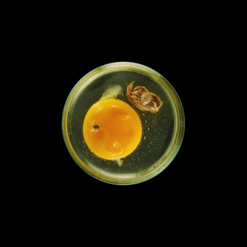 Suzanne Anker, Vanitas (in a Petri dish) 18, 2013, archival inkjet print, 20 x 20 inches