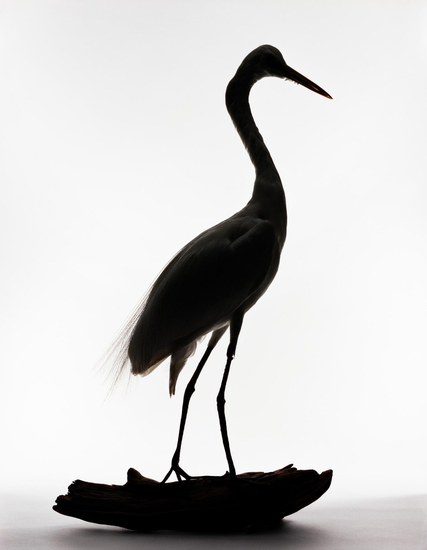 Great Egret, Casmerodius albus by Katherine Wolkoff, 2005. A photograph of a preserved great egret, brought to Block Island by Captain Alfred Jacobsen after it alighted on the fishing vessel Friars at Georges Bank during a northeast storm on April 2, 1931. Courtesy of the Benrubi Gallery.