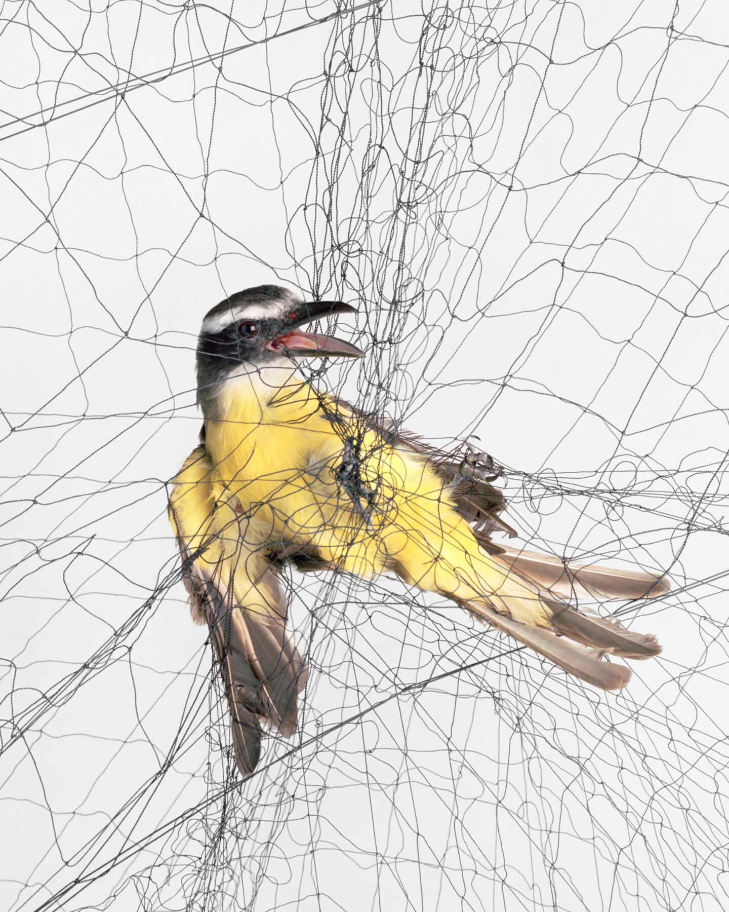 Photograph titled Boat-billed Flycatcher (Megarynchus pitangua) by Todd Forsgren, created in 2012. Courtesy of the artist.