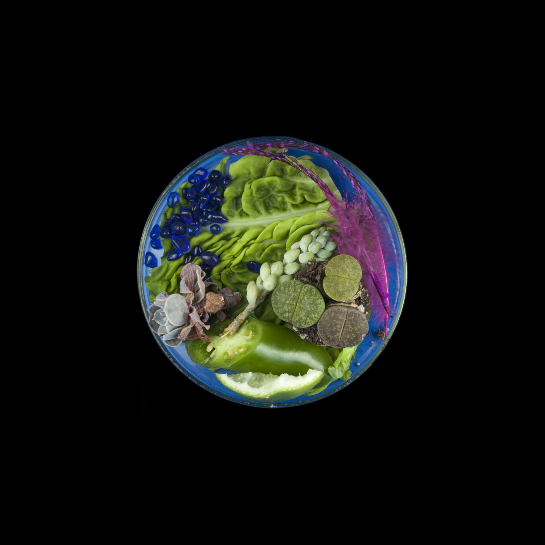Suzanne Anker, Vanitas (in a Petri dish) 01, 2013, archival inkjet print, 20 x 20 inches