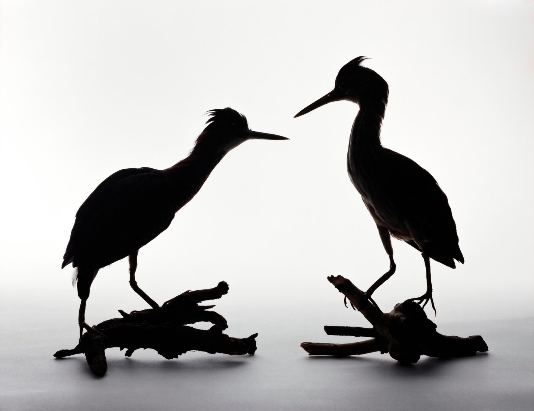 Greenbacked Herons, Butorides striatus by Katherine Wolkoff, 2005. A photograph showing two preserved greenbacked herons: left, an immature bird taken from a cat on September 23, 1944; right, a male found as a wire victim by Mary Elizabeth Lewis on May 18, 1944. Courtesy of the Benrubi Gallery.