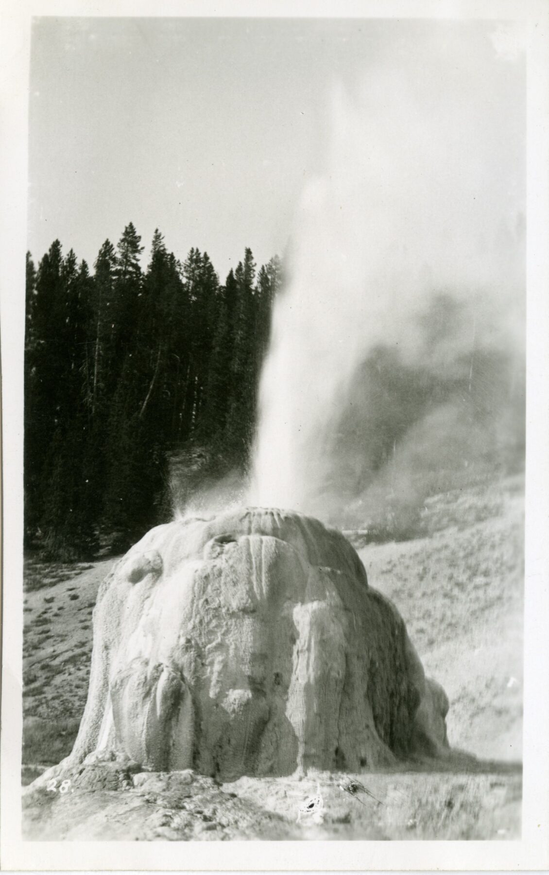 Geyser by an anonymous photographer (date not known). A vintage photograph of a geyser in eruption. From the collection of Peter J. Cohen.