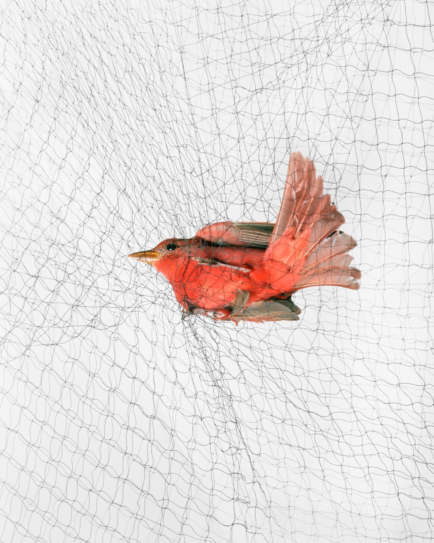 Inkjet print titled Summer Tanager (Piranga rubra) by Todd R. Forsgren, created in 2013. Courtesy of the artist.