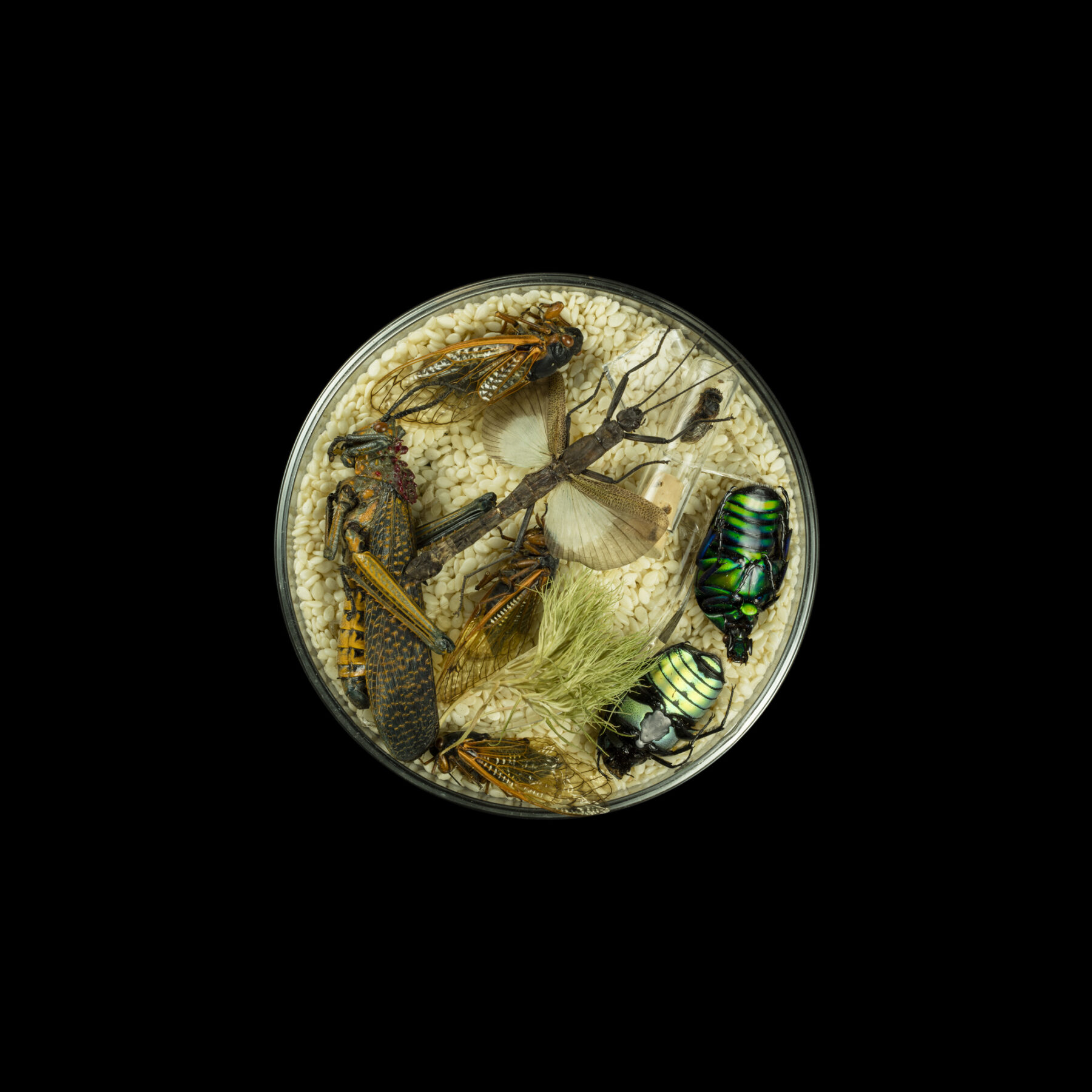 Suzanne Anker, Vanitas (in a Petri dish) 29, 2013, archival inkjet print, 20 x 20 inches