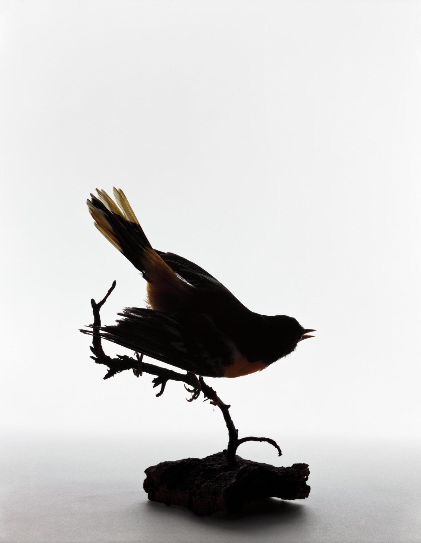 Northern Oriole, Icterus galbula by Katherine Wolkoff, 2005. A photograph of a preserved northern oriole taken by a cat from Elizabeth Dickens on May 1, 1924. Courtesy of the Benrubi Gallery.