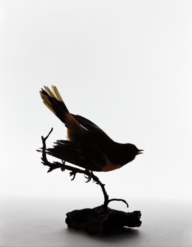 Northern Oriole, Icterus galbula by Katherine Wolkoff, 2005. A photograph of a preserved northern oriole taken by a cat from Elizabeth Dickens on May 1, 1924. Courtesy of the Benrubi Gallery.