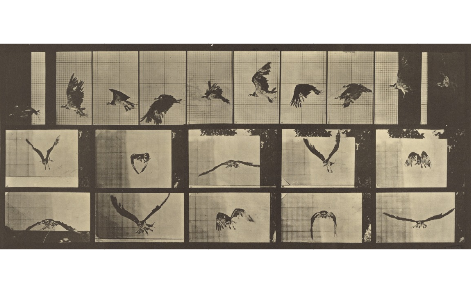 Photographic print titled Animal Locomotion by Eadweard Muybridge, circa 1887.