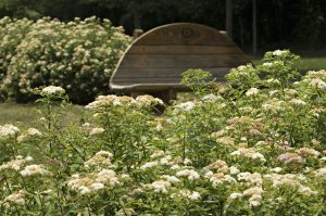 An image of a bench at the Joseph Beuys Sculpture Park surrounded by flowers.